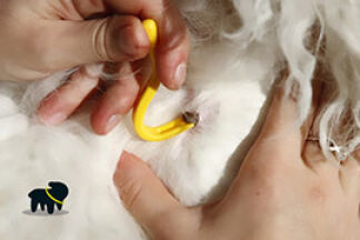 Enlever une tique, utiliser un tire-tique