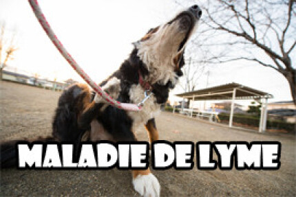 Maladie de Lyme chien