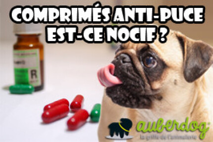 Comprimés anti puce chien