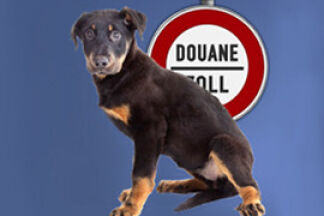 Voyager à l’étranger avec son chien, son chat, les formalités obligatoires