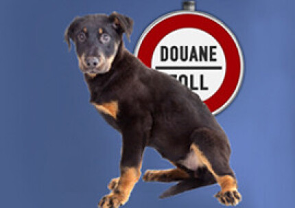 Voyager à l’étranger avec son chien, son chat, les formalités obligatoires