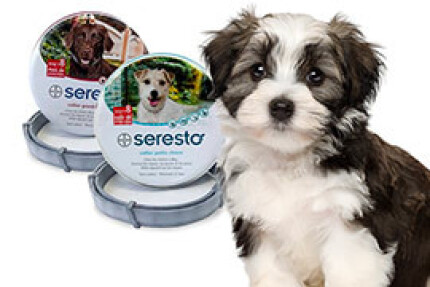 Collier Seresto chien