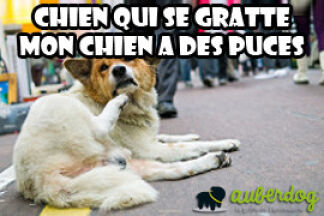 Chien qui se gratte : mon chien a des puces