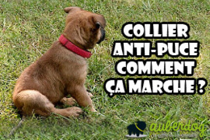 Collier antipuce chien