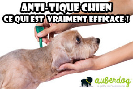 Anti tique chien