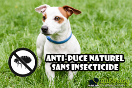 Anti puce naturel sans insecticide