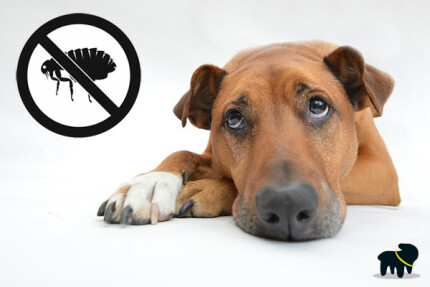 comment se débarrasser des puces