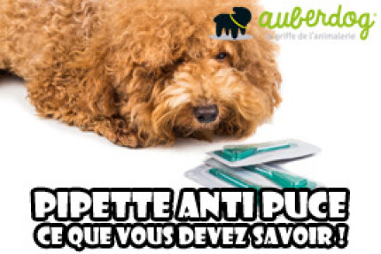 Pipette anti puce 