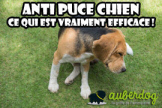 Anti puce chien : ce qui est vraiment efficace !