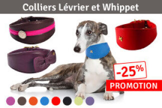 Collier lévrier : des chiens pas comme les autres !