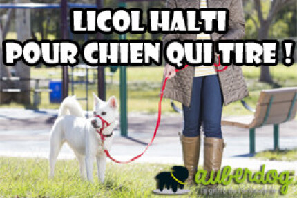Licol chien, licol halti