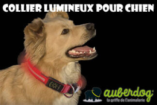 Collier lumineux chien, à LED : visibilité assurée !