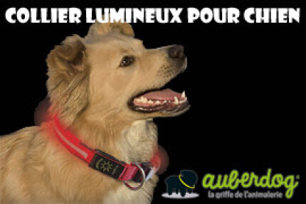 Collier lumineux chien