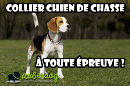 Collier chien chasse