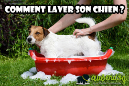 lavage chien