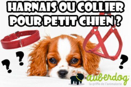 Collier petit chien, harnais petit chien