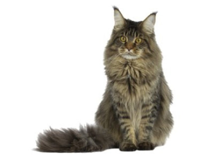 Maine coon