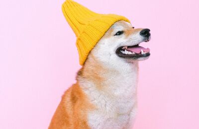 Shiba Inu