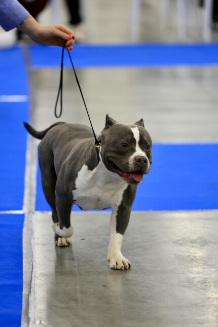 American Bully