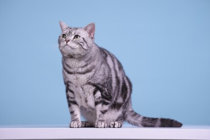 American Shorthair
