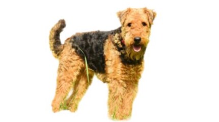 Airedale Terrier