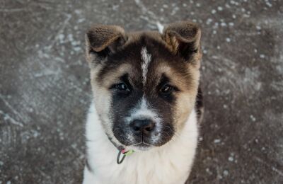 Akita Inu