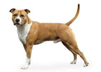 Staff, Amstaff, American Staff