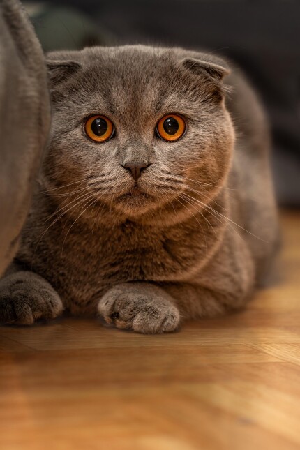 Scottish Fold