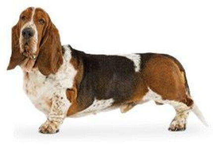 Basset Hound