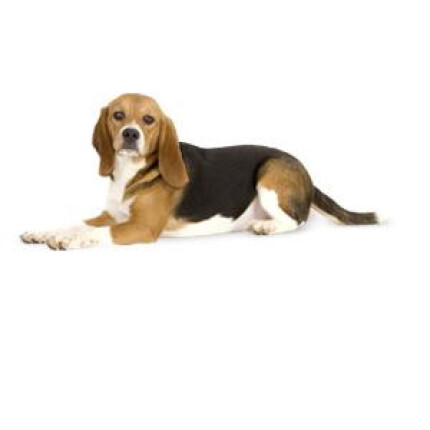 Beagle