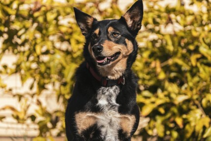Australian Kelpie