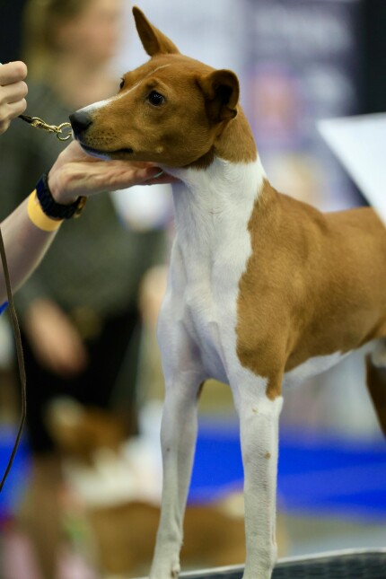 Basenji