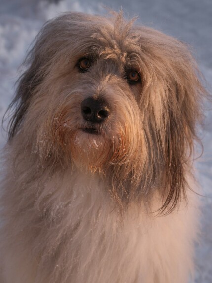 Bearded Collie