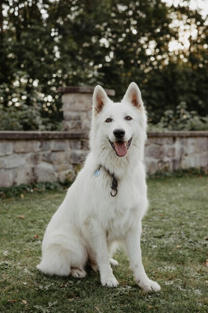 Berger Blanc Suisse