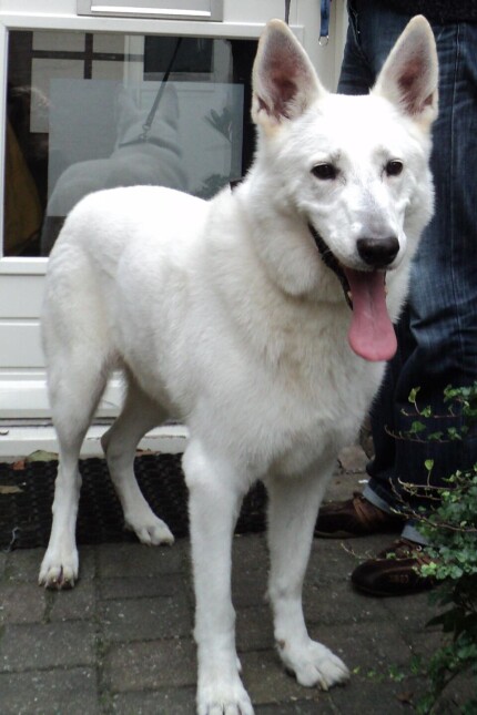 Berger Blanc Suisse chien blanc
