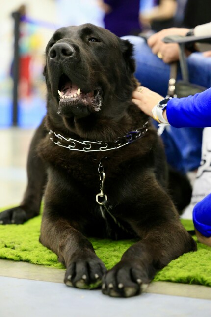 Berger d'Asie Centrale