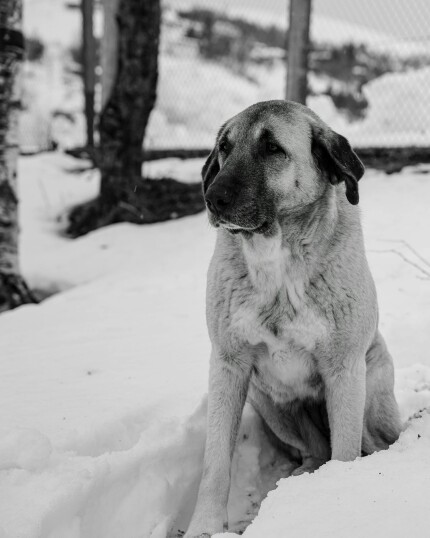 Berger Kangal