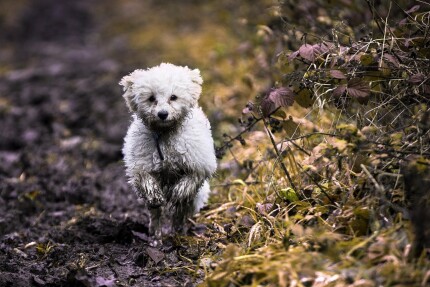 Bichon Bolonais