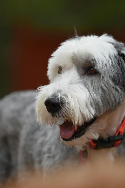 Bobtail