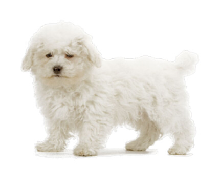 Bichon frisé