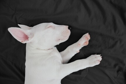 Bull Terrier Miniature