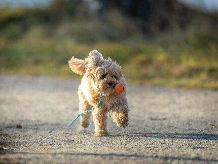 Cavapoo