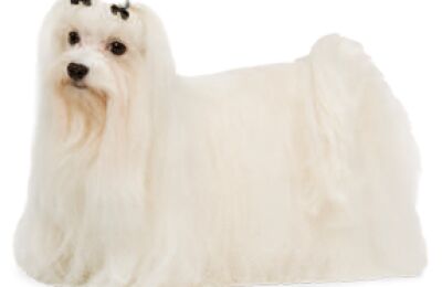 Bichon Maltais