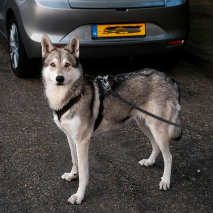 Chien-Loup de Saarloos
