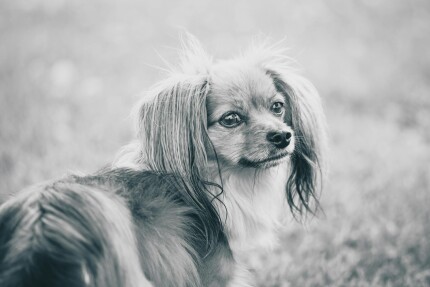 Épagneul Nain Continental Papillon