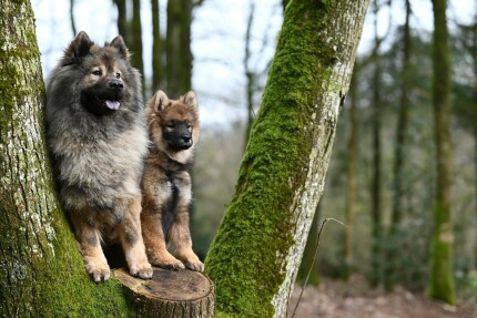 Eurasier