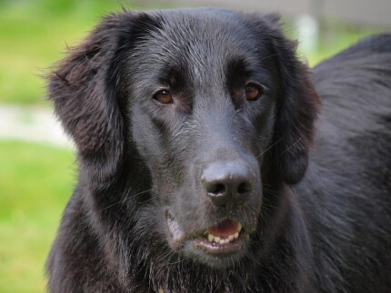 Flat Coated Retriever