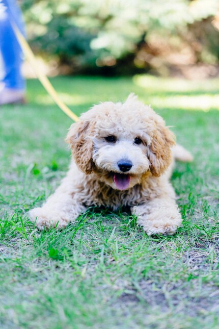 Goldendoodle
