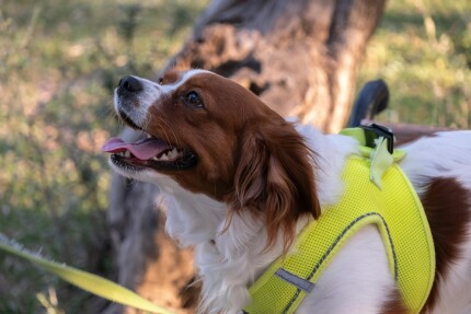 Kooikerhondje