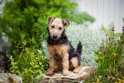 Lakeland Terrier